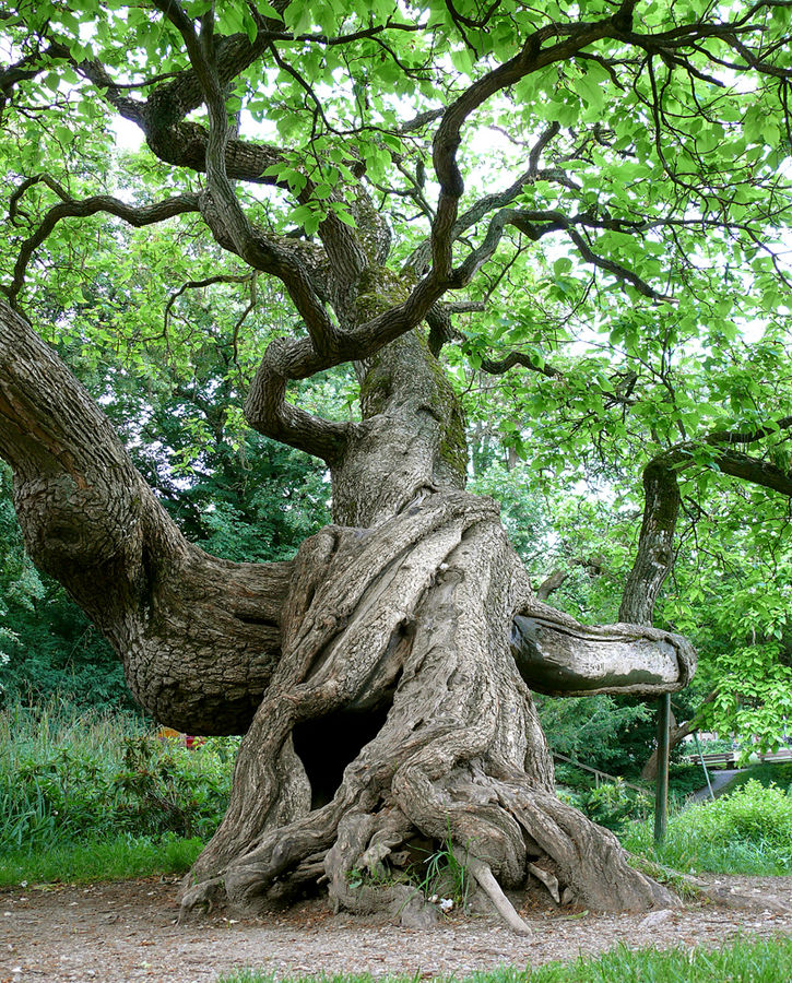 Ein fröhlicher Baum!