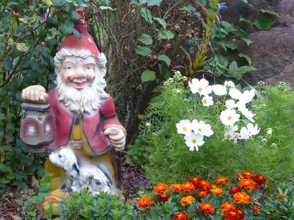  Ein fröhlicher Gartenzwerg Foto &amp; Bild stillleben