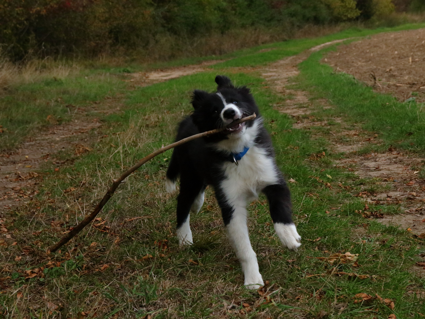 Ein fröhlicher kleiner Border Collie