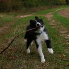 Ein fröhlicher kleiner Border Collie