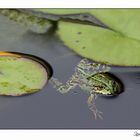 Ein Fröschlein in Nachbar's Teich...der hat es gut bei der Hitze :-)