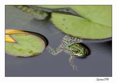 Ein Fröschlein in Nachbar's Teich...der hat es gut bei der Hitze :-)