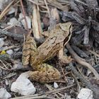 Ein Fröschlein steht (sitzt) im Walde