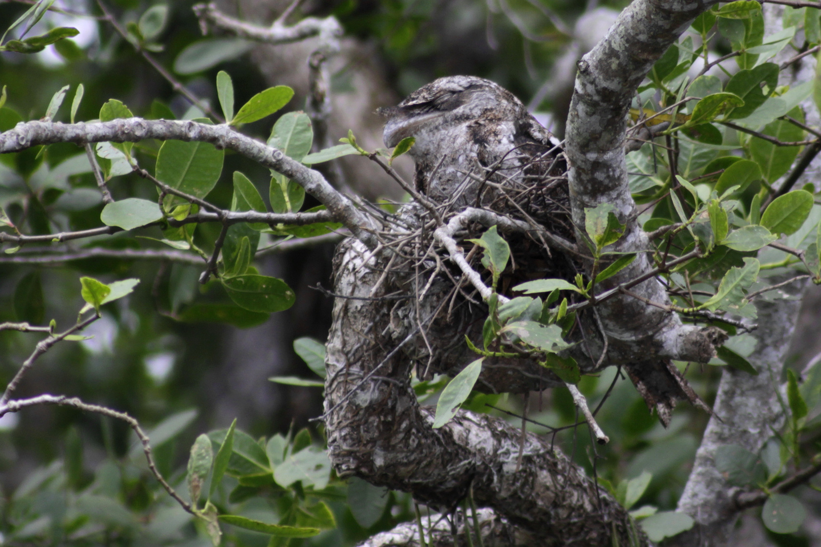 ein frogmouth