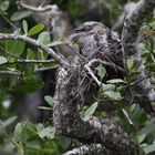 ein frogmouth