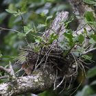 ein frogmouth auf seinem nest