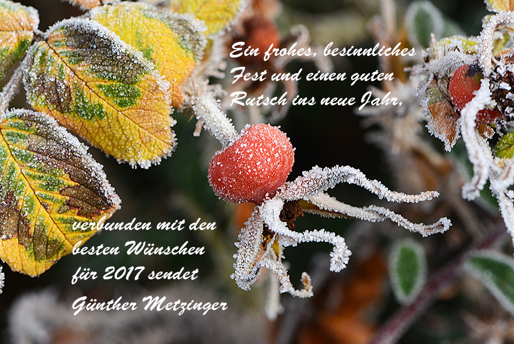 Ein frohes Fest . .  . (1)