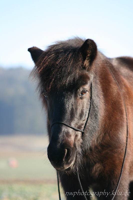 Ein frohes neues Jahr 2009....