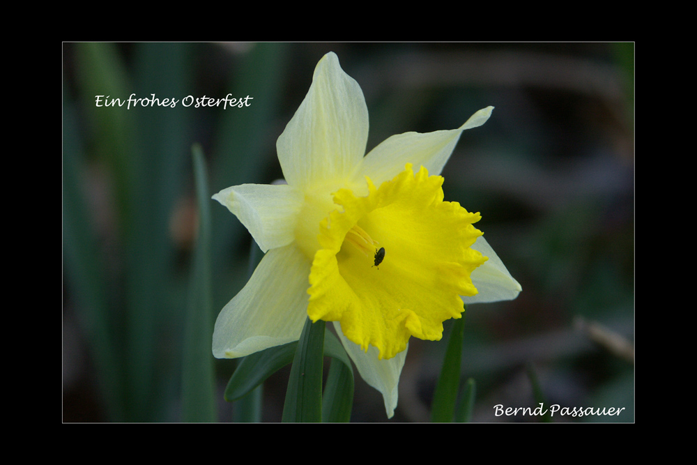 Ein frohes Osterfest