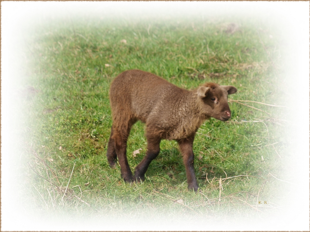 Ein frohes Osterfest ...