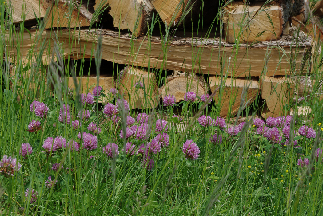 Ein frohes Pfingstfest! Foto & Bild | natur, landschaft ...