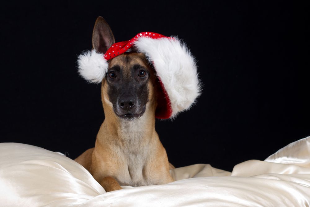 Ein frohes Weihnachtsfest wünschen...