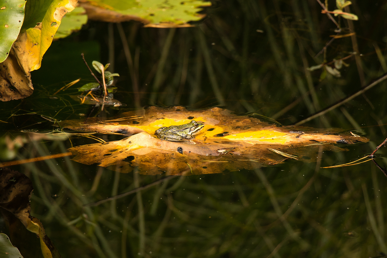 Ein Frosch