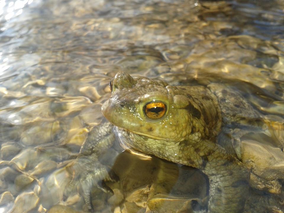 Ein Frosch :)