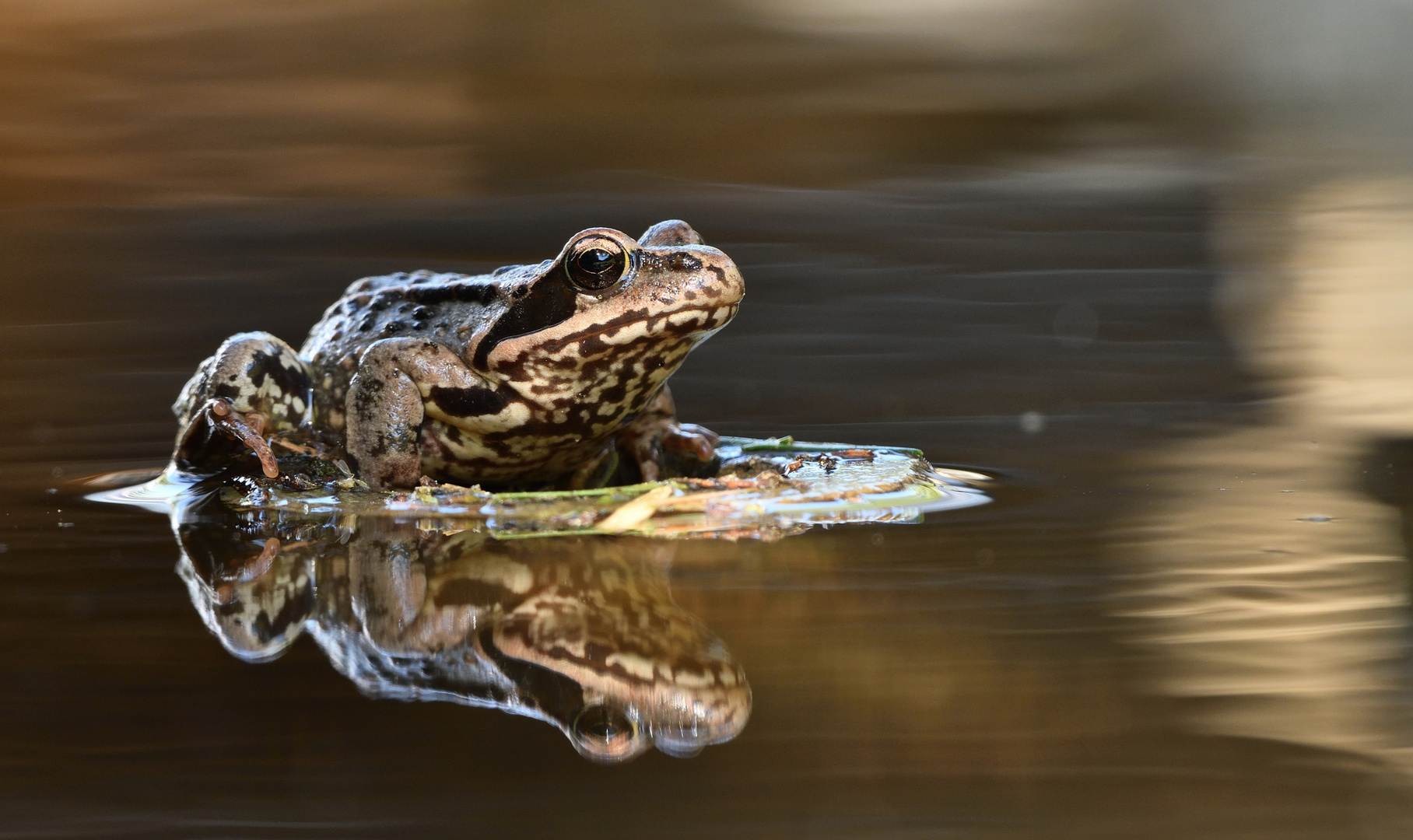 Ein Frosch