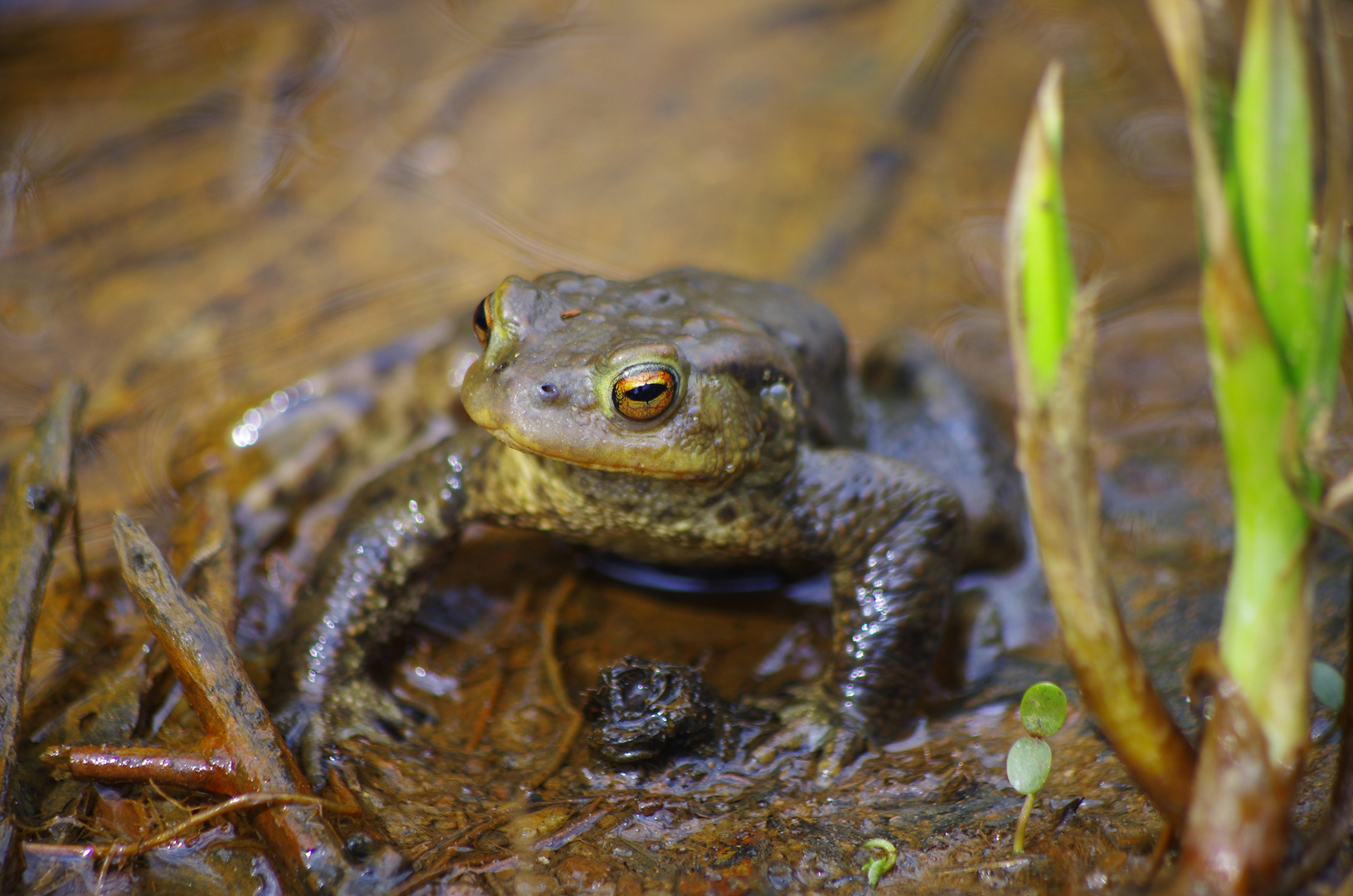 ein Frosch