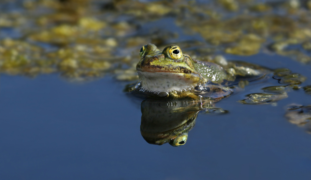 Ein Frosch!