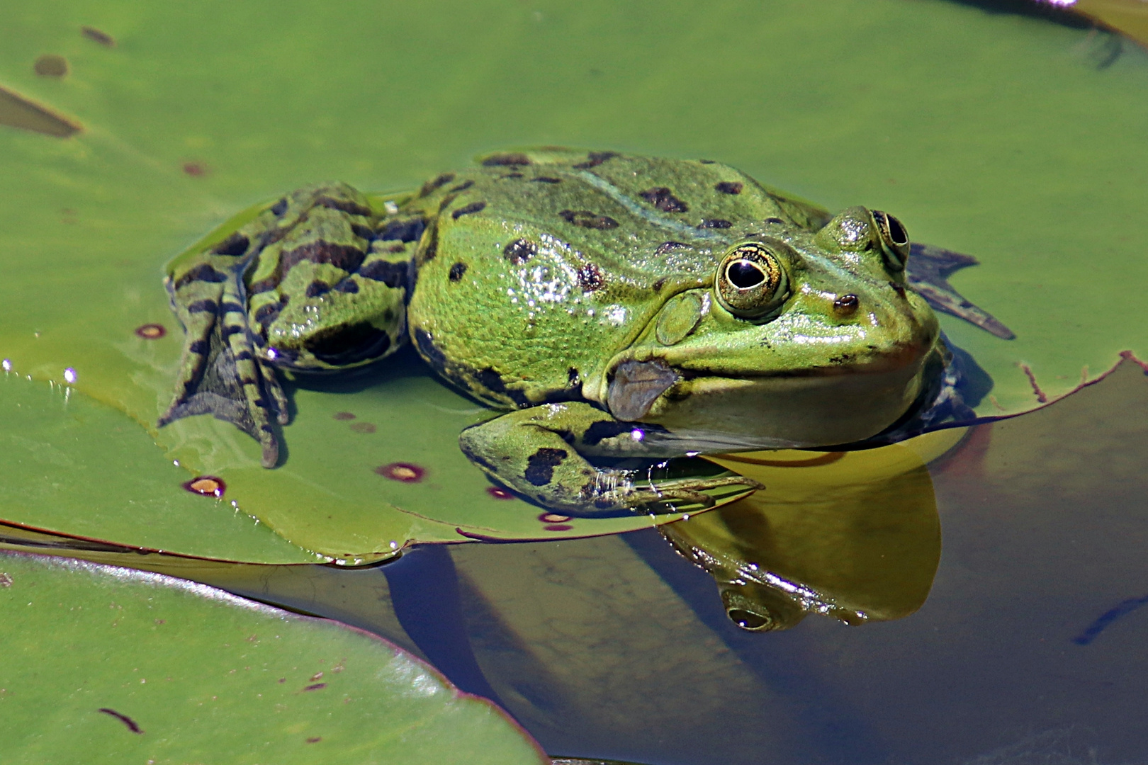 Ein Frosch