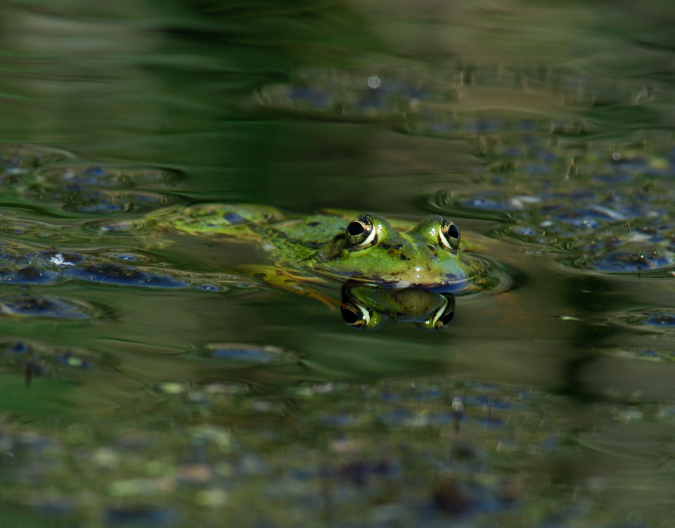 Ein Frosch