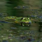 Ein Frosch