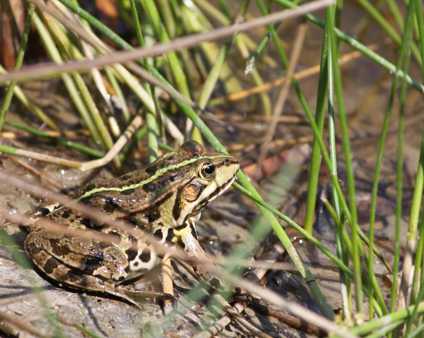 Ein Frosch