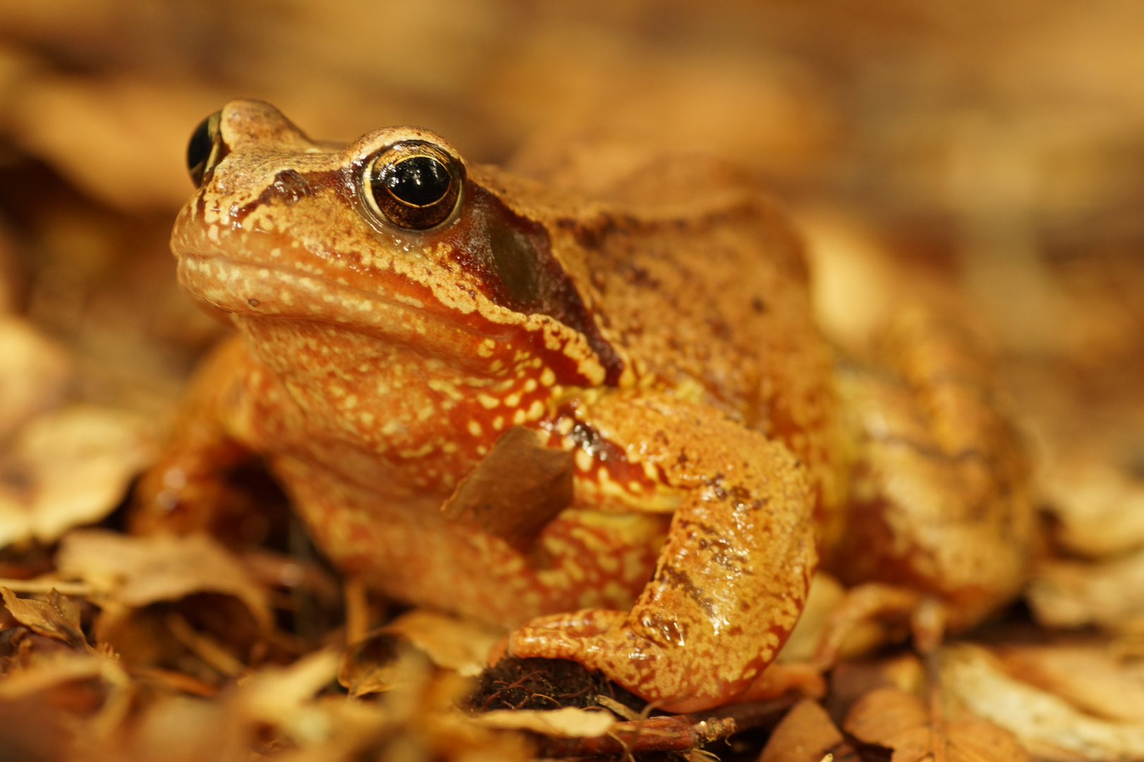 Ein Frosch allein im Walde