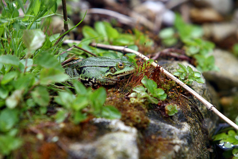 Ein Frosch am Teich