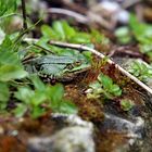 Ein Frosch am Teich