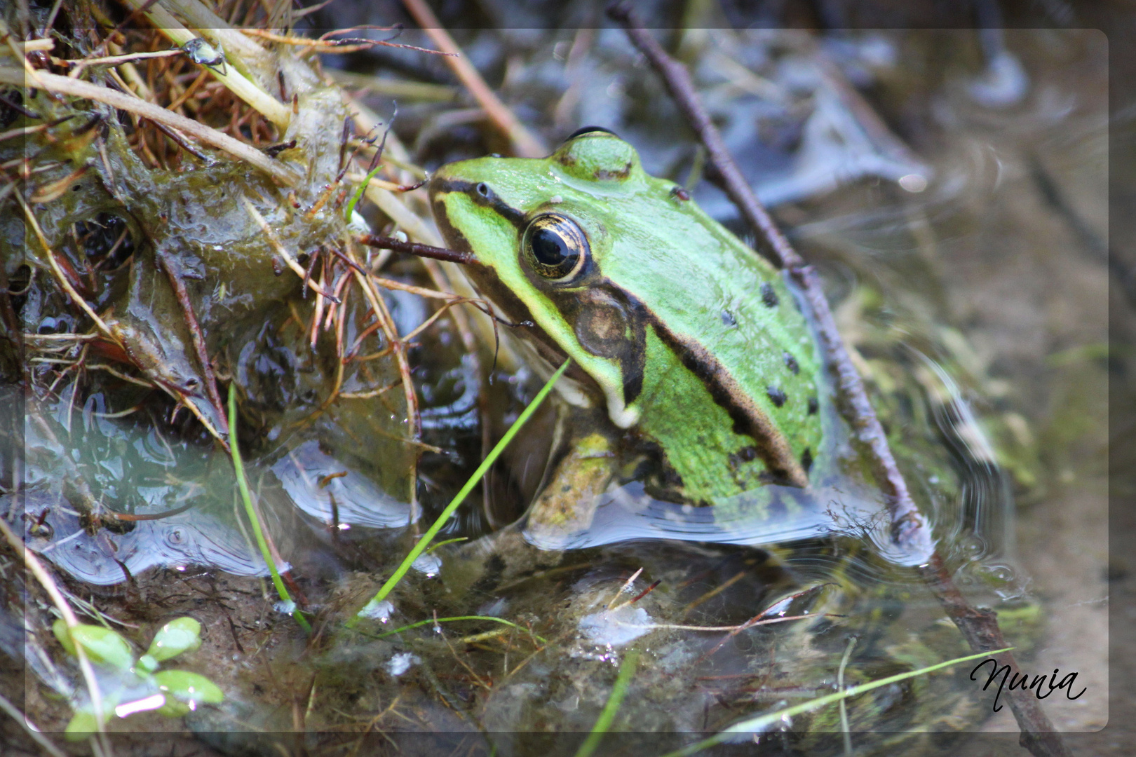 Ein Frosch am Ufer