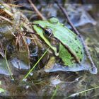 Ein Frosch am Ufer