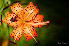 Ein Frosch auf Abwegen