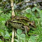 Ein Frosch auf Fehmarn