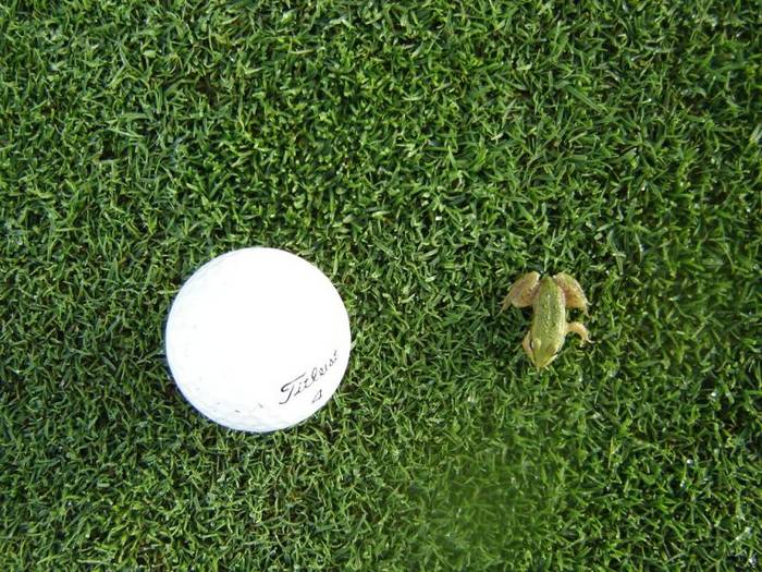 Ein Frosch beim Golfen...