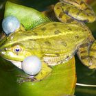 Ein Frosch beim Quaken