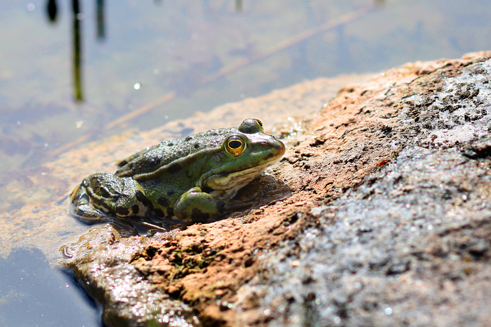 Ein Frosch beim Sonnenbad