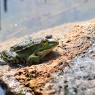 Ein Frosch beim Sonnenbad