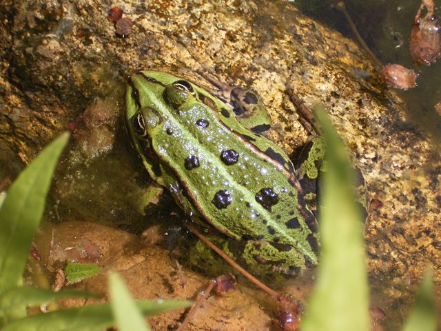 Ein Frosch