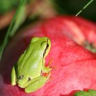 Ein Frosch