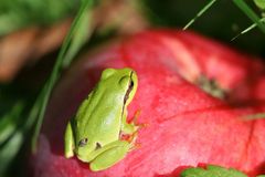 Ein Frosch