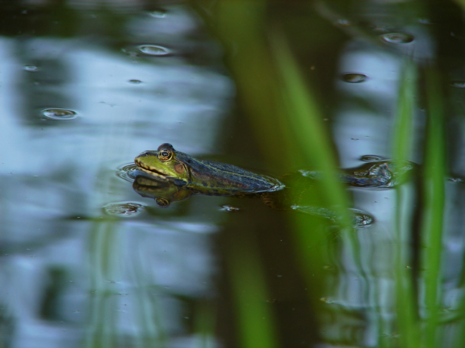 Ein Frosch