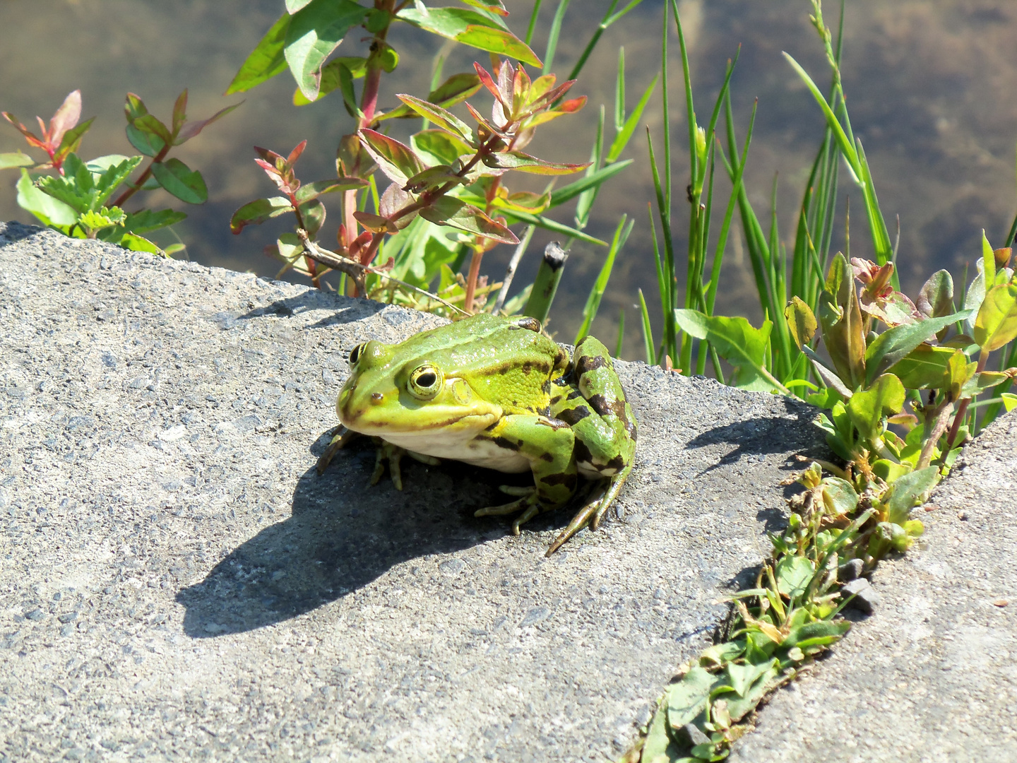 ein Frosch