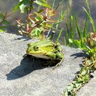 ein Frosch