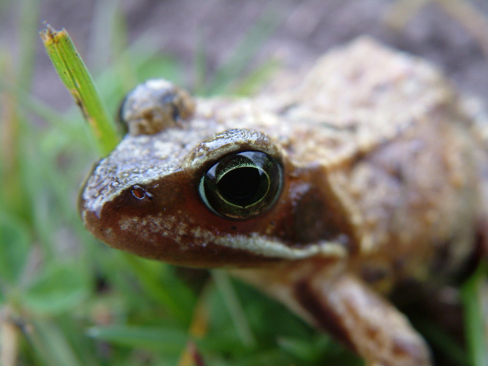 Ein Frosch