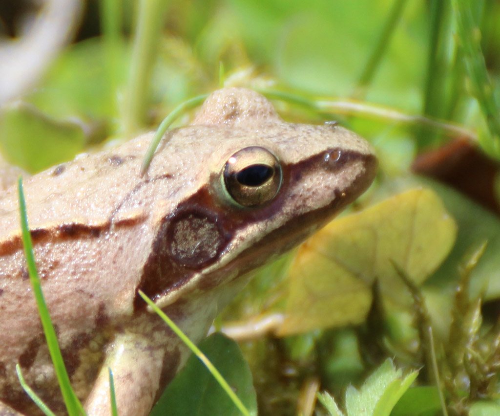 Ein Frosch