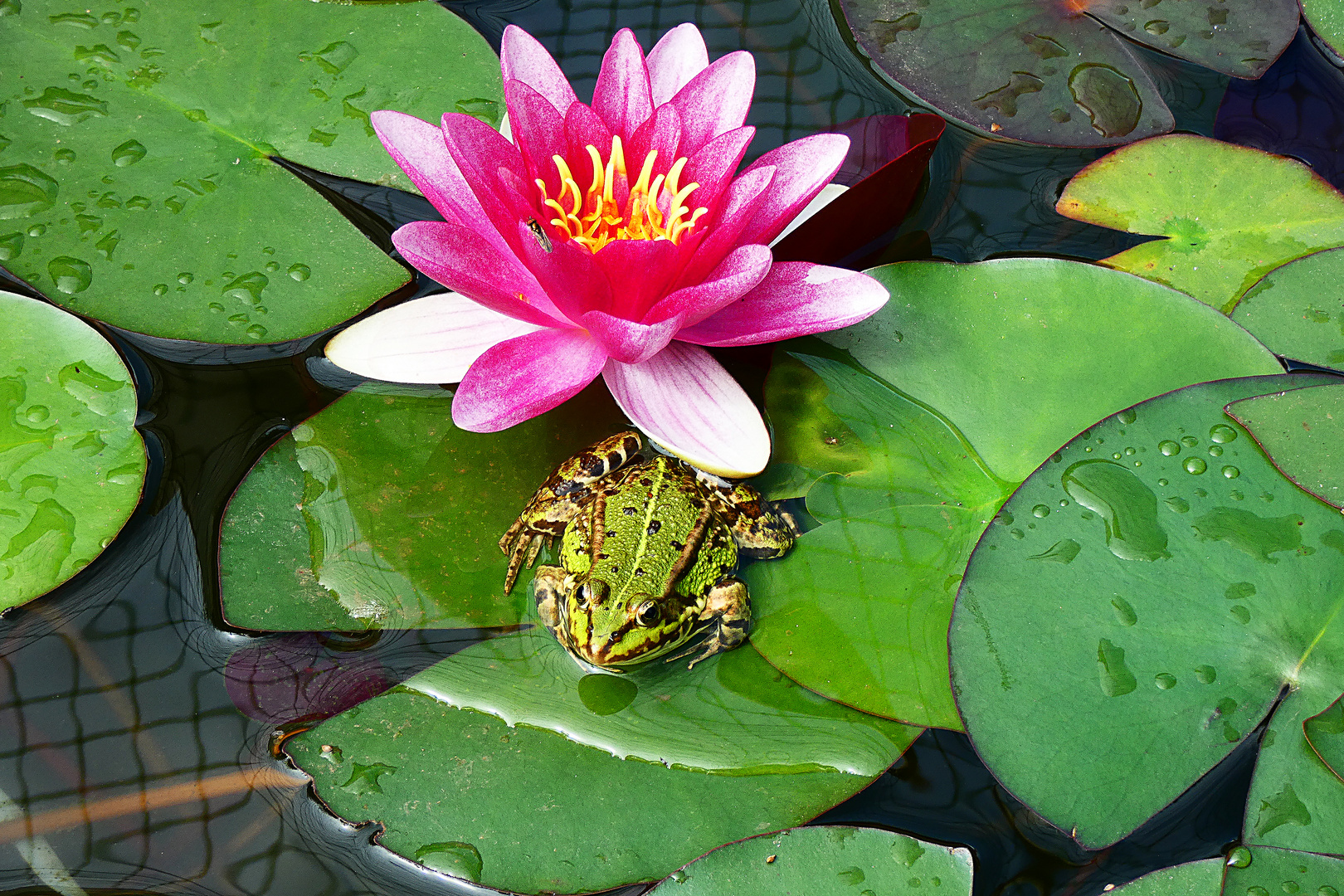 Ein Frosch hat Hunger