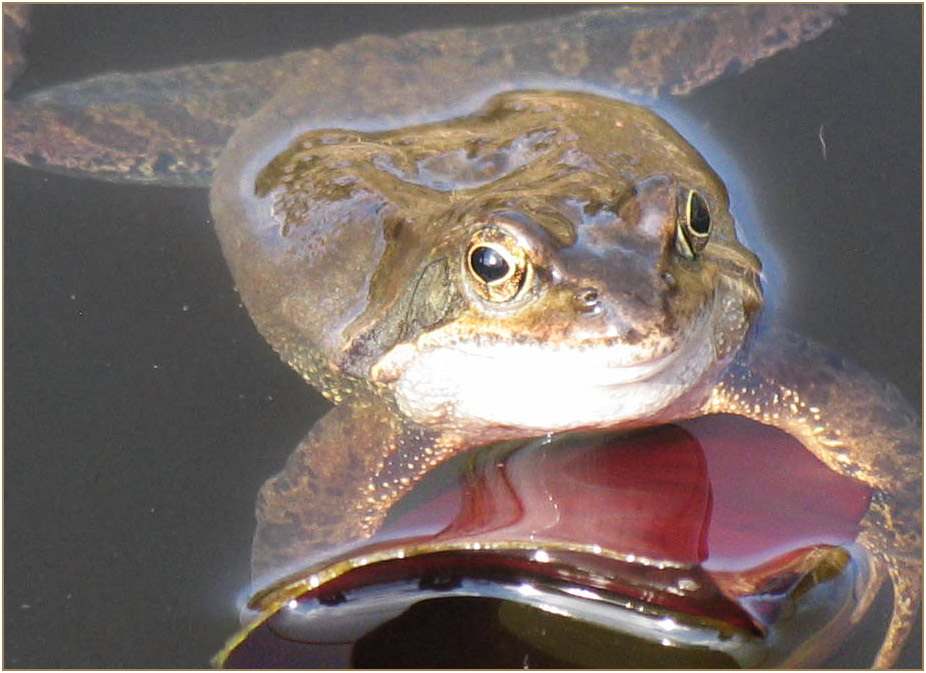 Ein Frosch im Arm wär mir lieber