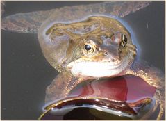 Ein Frosch im Arm wär mir lieber