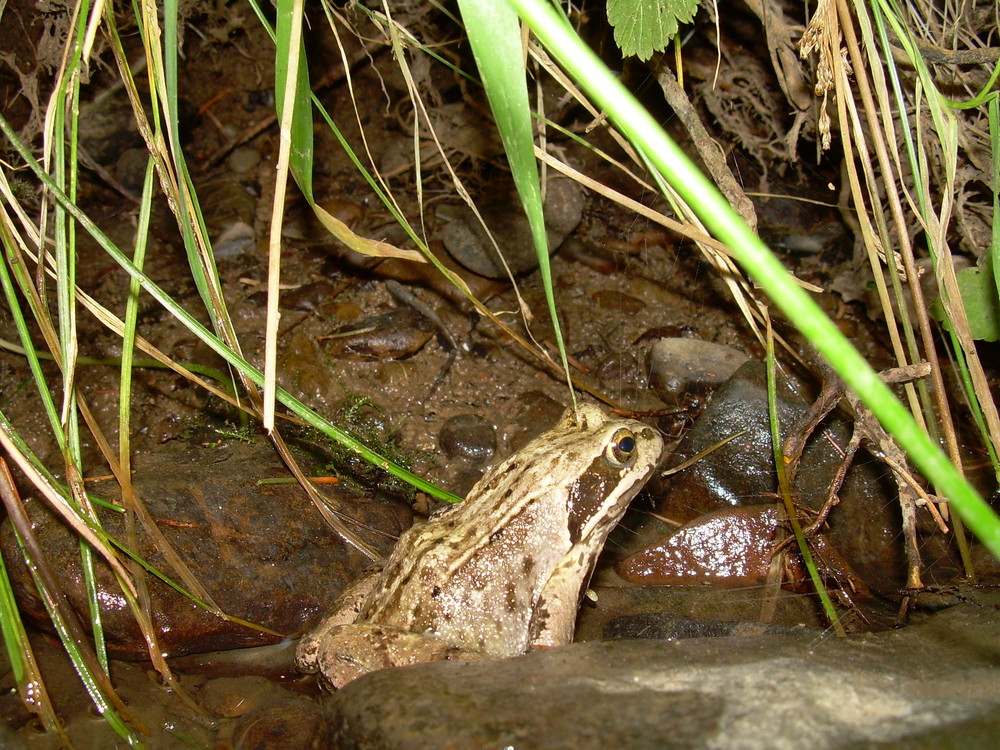 Ein Frosch im Bach 2