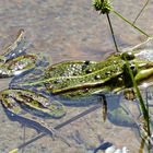 Ein Frosch im Biotop