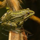 Ein Frosch im Frühling